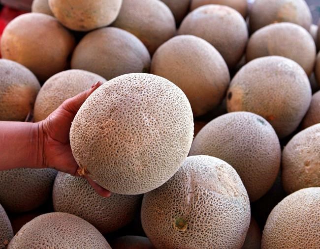 Eight cases of salmonella linked to imported cantaloupes in B.C. | iNFOnews.ca Eight cases of salmonella linked to imported cantaloupes in B.C. | iNFOnews.ca