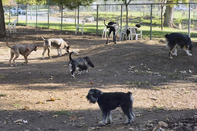 Dogs are coming down with an unusual respiratory illness in several US states | iNFOnews.ca