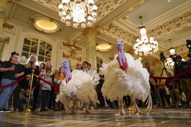 Biden pardons National Thanksgiving Turkeys while marking his 81st birthday with jokes about his age | iNFOnews.ca