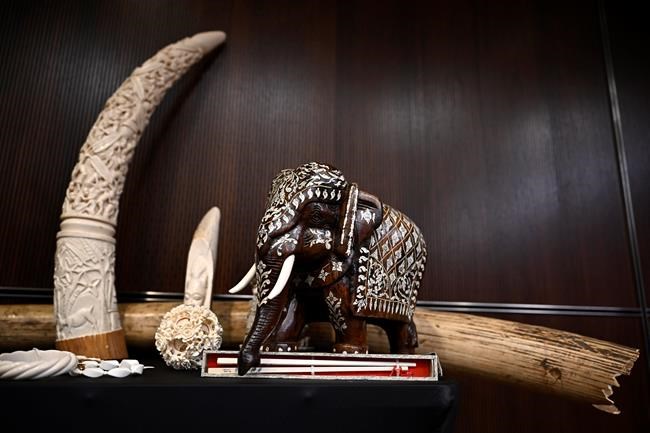 Big game trophy hunters among targets of new ban on importing raw ivory into Canada | iNFOnews.ca