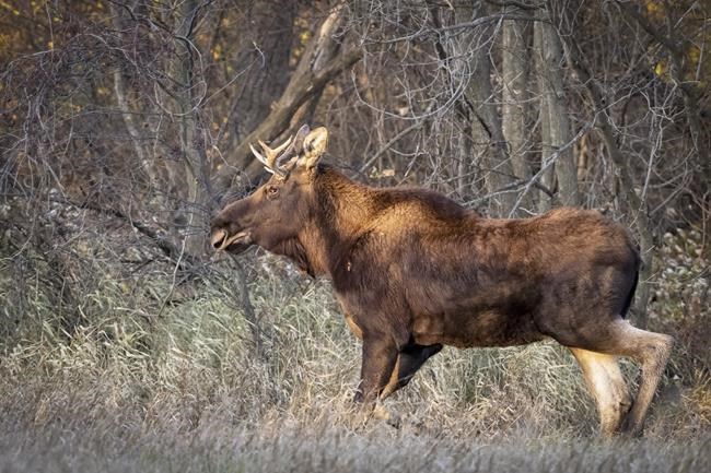 The journey of Minnesota's Rutt the moose is tracked by a herd of fans | iNFOnews.ca