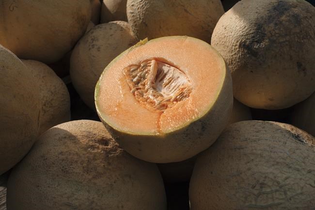Malichita cantaloupes likely cause of salmonella outbreak in five provinces: PHAC | iNFOnews.ca