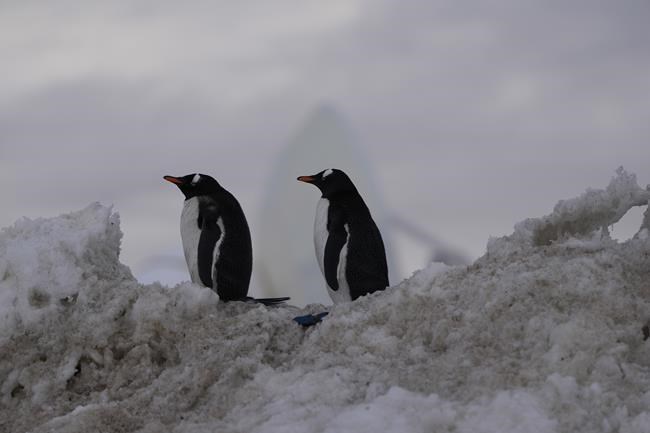 A rapidly melting Antarctica gets the attention of UN chief ahead of COP28 climate talks | iNFOnews.ca A rapidly melting Antarctica gets the attention of UN chief ahead of COP28 climate talks | iNFOnews.ca