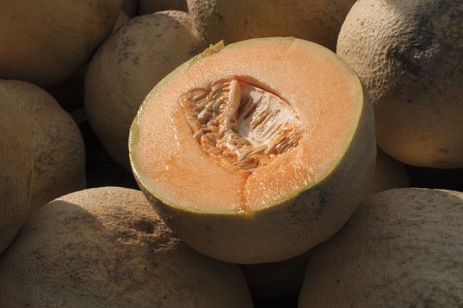 FDA expands cantaloupe recall after salmonella infections double in a week | iNFOnews.ca FDA expands cantaloupe recall after salmonella infections double in a week | iNFOnews.ca
