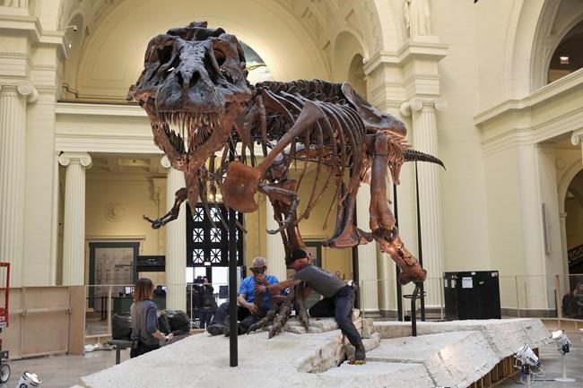 Inheritance money in dispute after death of woman who made millions off sale of T-rex remains | iNFOnews.ca