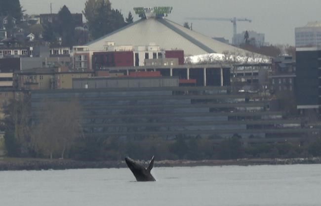 Young humpback whale leaps out of Seattle bay, dazzling onlookers | iNFOnews.ca Young humpback whale leaps out of Seattle bay, dazzling onlookers | iNFOnews.ca