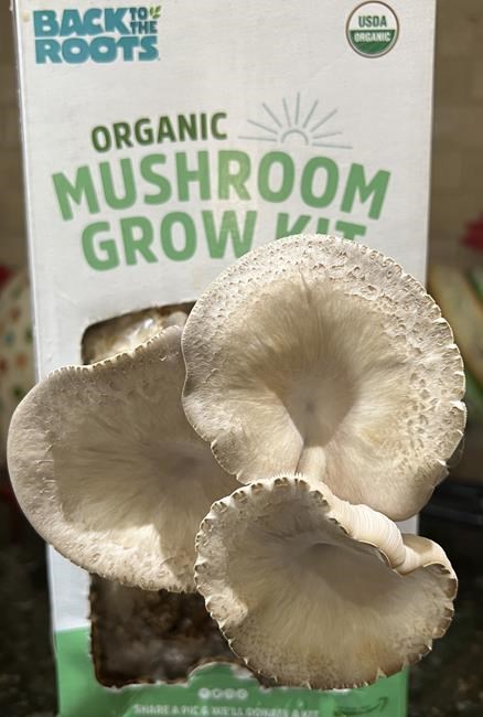 With a kit or from scratch, you can grow mushrooms indoors at home | iNFOnews.ca