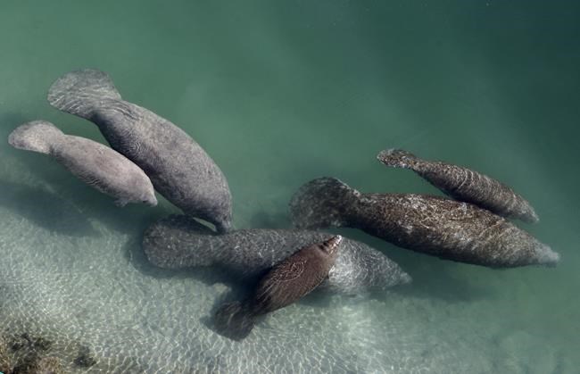 Florida discontinues manatee winter feeding program after seagrass conditions improve | iNFOnews.ca