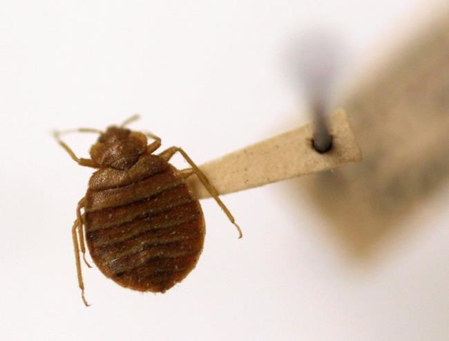 A bedbug hoax is targeting foreign visitors in Athens. Now the Greek police have been called in | iNFOnews.ca