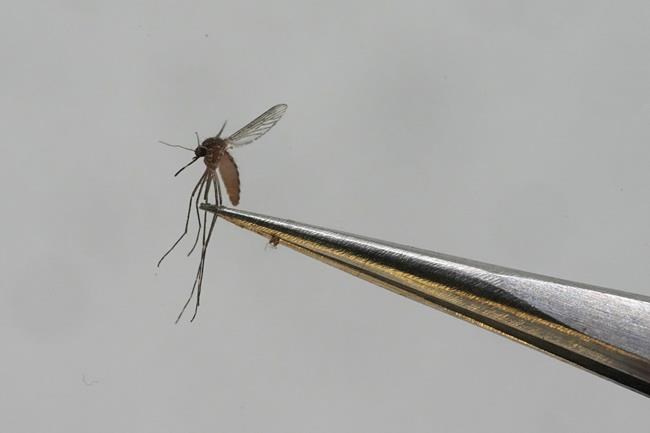Dengue fever is on the rise in Mali with more than 20 deaths, health director says | iNFOnews.ca