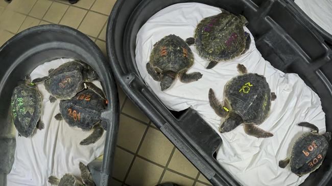 52 sea turtles experiencing 'cold stun' in New England flown to rehab in Florida | iNFOnews.ca 52 sea turtles experiencing 'cold stun' in New England flown to rehab in Florida | iNFOnews.ca