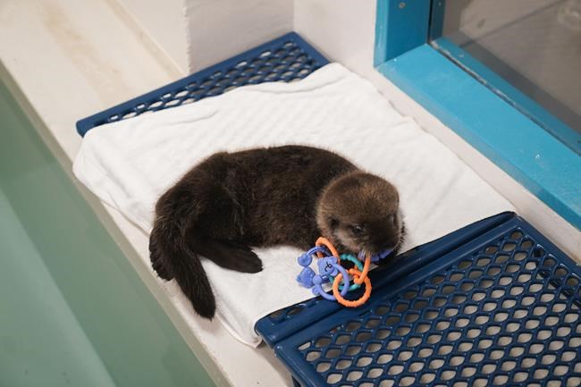 A sea otter pup found alone in Alaska has a new home at Chicago's Shedd Aquarium | iNFOnews.ca