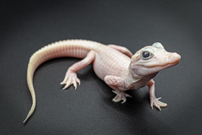 Extremely rare white alligator is born at a Florida reptile park | iNFOnews.ca Extremely rare white alligator is born at a Florida reptile park | iNFOnews.ca
