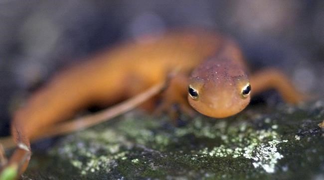Endangered species list grows by 2,000. Climate change is part of the problem | iNFOnews.ca Endangered species list grows by 2,000. Climate change is part of the problem | iNFOnews.ca