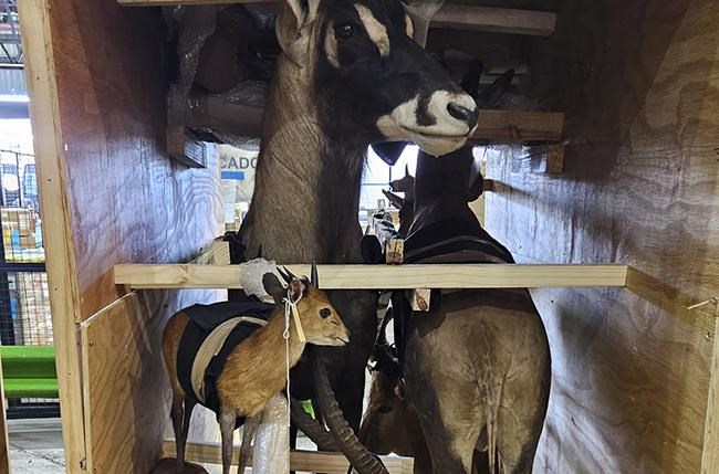 Police and customs seize live animals, horns and ivory in global wildlife trafficking operation | iNFOnews.ca
