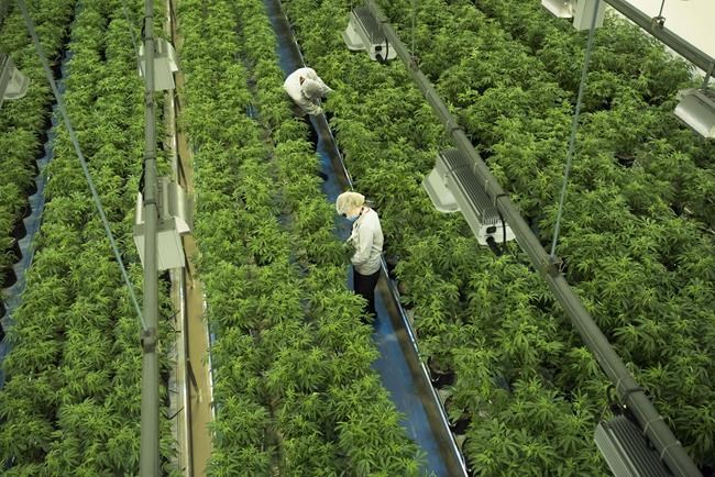 Shares of cannabis company Canopy Growth to be consolidated on a one-for-10 basis | iNFOnews.ca