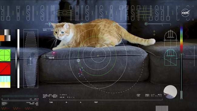 Orange tabby cat named Taters steals the show in first video sent by laser from deep space | iNFOnews.ca Orange tabby cat named Taters steals the show in first video sent by laser from deep space | iNFOnews.ca
