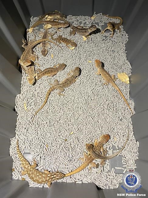 'Cold-blooded': 4 charged over alleged plot to smuggle AU$1.2 million in Australian reptiles | iNFOnews.ca 'Cold-blooded': 4 charged over alleged plot to smuggle AU$1.2 million in Australian reptiles | iNFOnews.ca