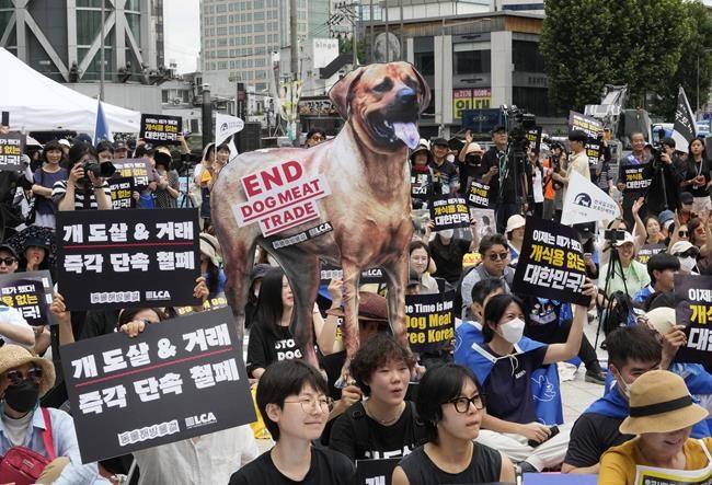 South Korea’s parliament endorses landmark legislation outlawing dog meat industry | iNFOnews.ca South Korea’s parliament endorses landmark legislation outlawing dog meat industry | iNFOnews.ca