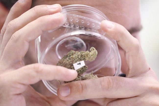 Tilray looks to pour resources into revitalizing alcohol brands | iNFOnews.ca Tilray looks to pour resources into revitalizing alcohol brands | iNFOnews.ca