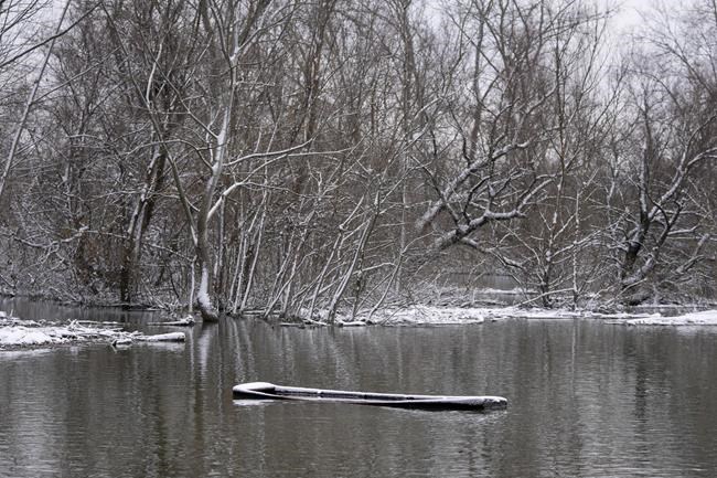 Nearly 200 cows and horses stuck on a Serbian river island in cold weather are being rescued | iNFOnews.ca