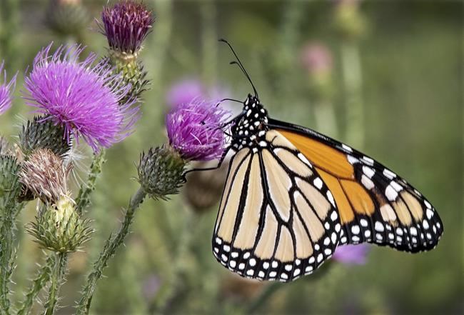 For 2024, some simple lifestyle changes can improve your little piece of the planet | iNFOnews.ca For 2024, some simple lifestyle changes can improve your little piece of the planet | iNFOnews.ca