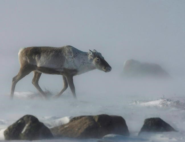 Conservationists still waiting on years-overdue recovery plan for Quebec's caribou | iNFOnews.ca