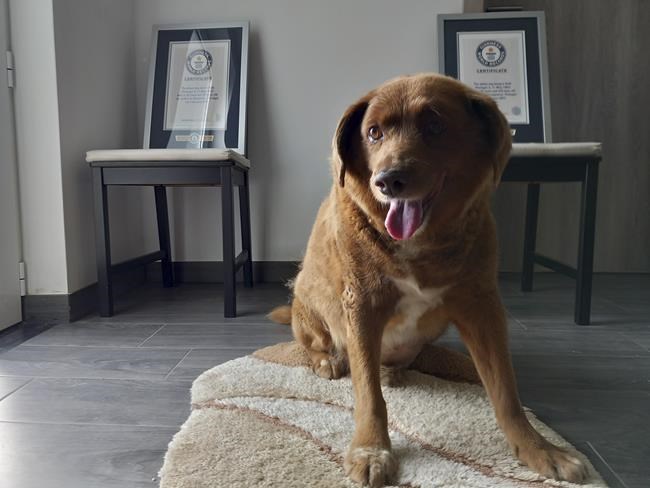 Guinness World Records suspends 'oldest dog ever' title for Portuguese canine during a review | iNFOnews.ca