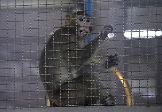 Plan for $400 million monkey-breeding facility in southwest Georgia draws protest | iNFOnews.ca