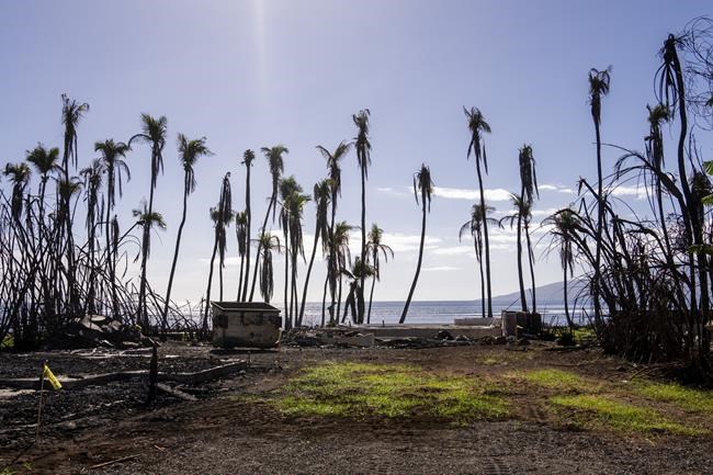 911 calls from Maui capture pleas for the stranded, the missing and those caught in the fire's chaos | iNFOnews.ca