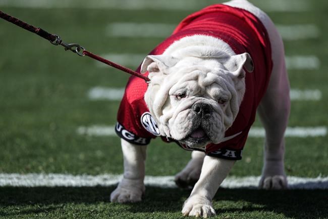 Former Georgia bulldog mascot Uga X dies with 2 national championships during his term | iNFOnews.ca