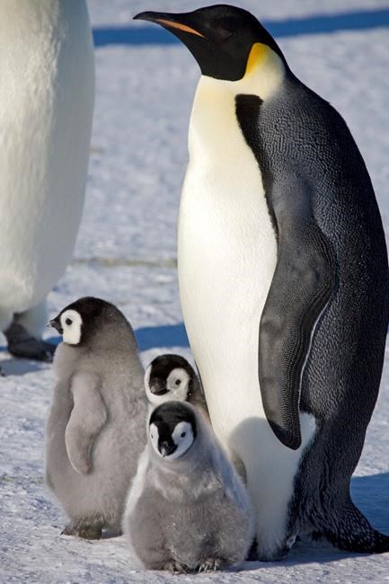 Scientists spot previously unknown colonies of emperor penguins in Antarctica | iNFOnews.ca