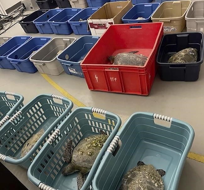 Scores of North Carolina sea turtles have died after being stunned by frigid temperatures | iNFOnews.ca Scores of North Carolina sea turtles have died after being stunned by frigid temperatures | iNFOnews.ca