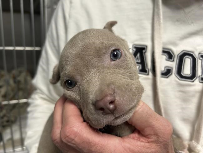Furry surprise in theft suspect's pocket: A tiny blue-eyed puppy | iNFOnews.ca