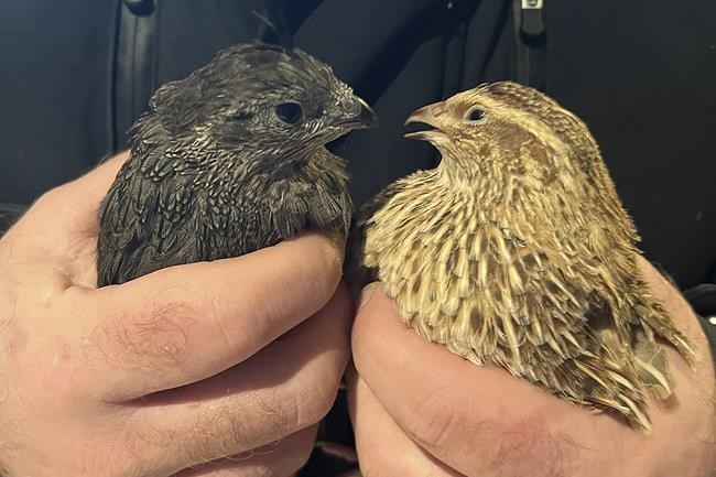 Exotic animals including South American ostrich and giant African snail seized from suburban NY home | iNFOnews.ca