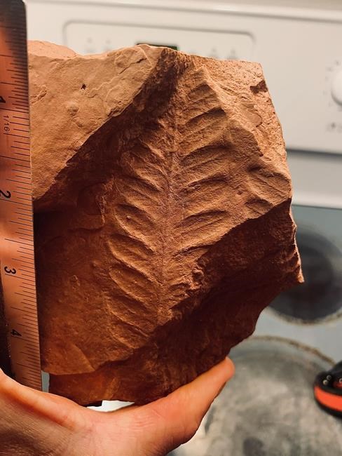 Land before dinosaurs: Fossils from Permian era exposed in P.E.I. after Fiona storm | iNFOnews.ca