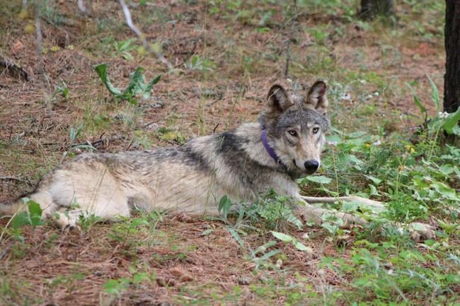 US won't restore protections for wolves in Rockies, proposes national recovery plan | iNFOnews.ca