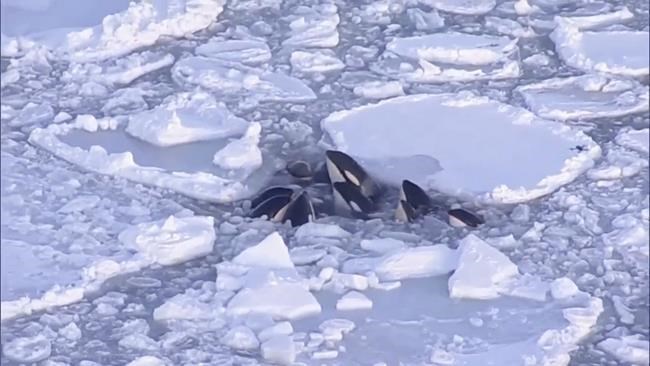A pod of killer whales trapped in drift ice off northern Japan has apparently safely escaped | iNFOnews.ca