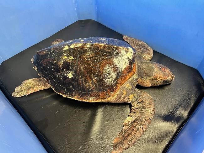 Loggerhead turtle rarely seen in B.C. waters is rescued, suffering hypothermia | iNFOnews.ca