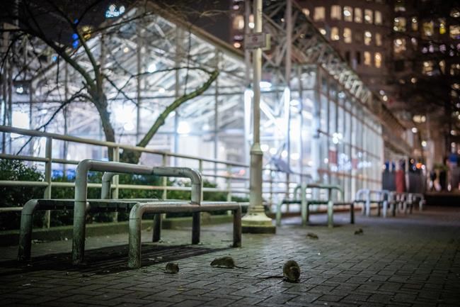 When the sun goes down, a swarm of rats emerges in downtown Vancouver | iNFOnews.ca