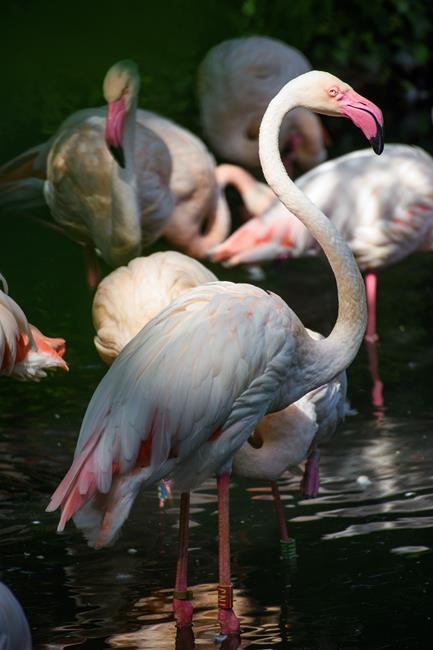 Berlin's zoo is mourning Ingo the flamingo, who died at what's believed to be at least 75 | iNFOnews.ca Berlin's zoo is mourning Ingo the flamingo, who died at what's believed to be at least 75 | iNFOnews.ca