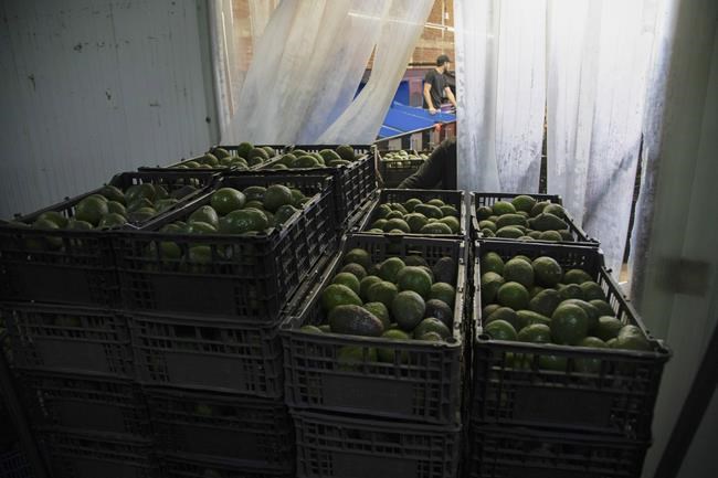 Game-time guacamole may get harder to make as climate reduces avocado shipments from Mexico | iNFOnews.ca Game-time guacamole may get harder to make as climate reduces avocado shipments from Mexico | iNFOnews.ca