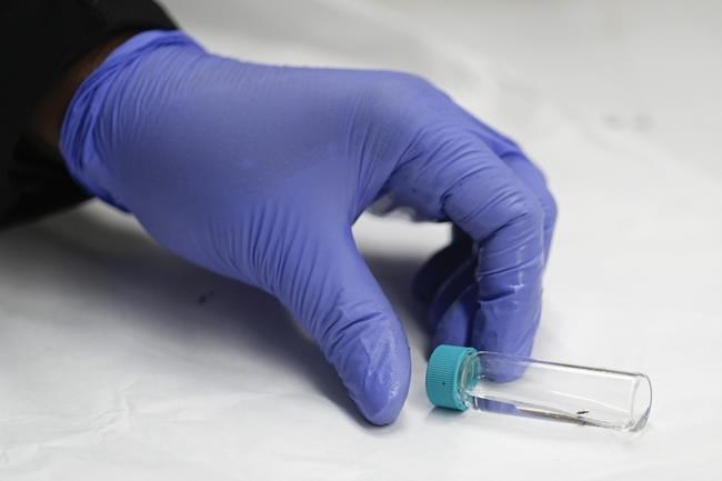 Love (and 460 million flowers) are in the air for Valentine’s Day, but not without a Miami layover | iNFOnews.ca Love (and 460 million flowers) are in the air for Valentine’s Day, but not without a Miami layover | iNFOnews.ca