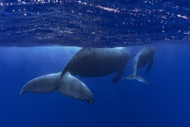 How do whales sing? Lab experiments suggest their voice boxes have a unique feature | iNFOnews.ca