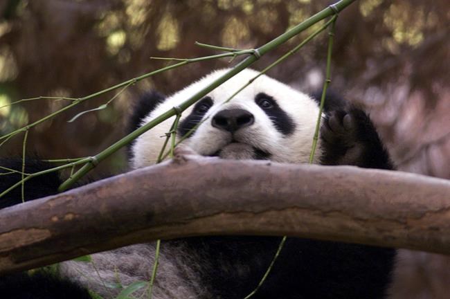 Black and white and adored all over. China pledges pair of pandas for San Diego Zoo | iNFOnews.ca Black and white and adored all over. China pledges pair of pandas for San Diego Zoo | iNFOnews.ca