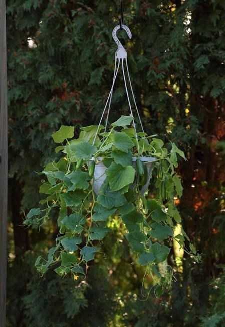 New varieties of tried-and-true vegetables invite gardeners to experiment | iNFOnews.ca New varieties of tried-and-true vegetables invite gardeners to experiment | iNFOnews.ca