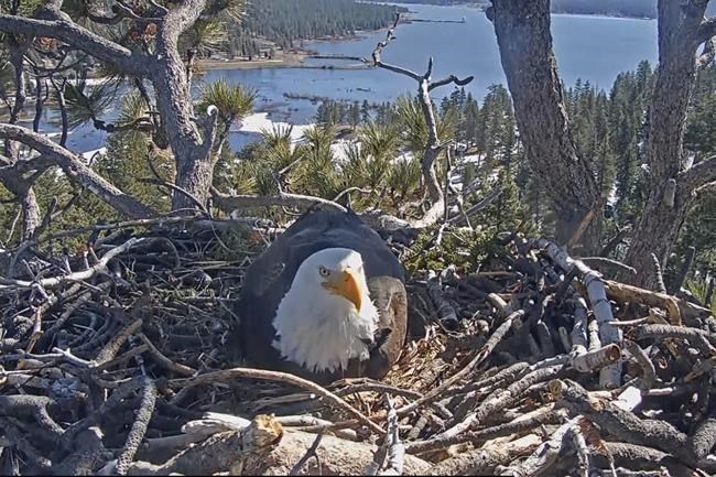 Hatch watch is underway at a California bald eagle nest monitored by a popular online camera feed | iNFOnews.ca