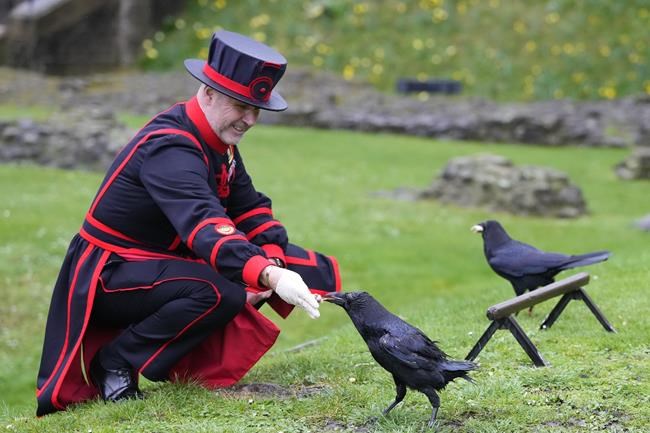 The Tower of London's new ravenmaster takes charge of the landmark's iconic flock | iNFOnews.ca The Tower of London's new ravenmaster takes charge of the landmark's iconic flock | iNFOnews.ca