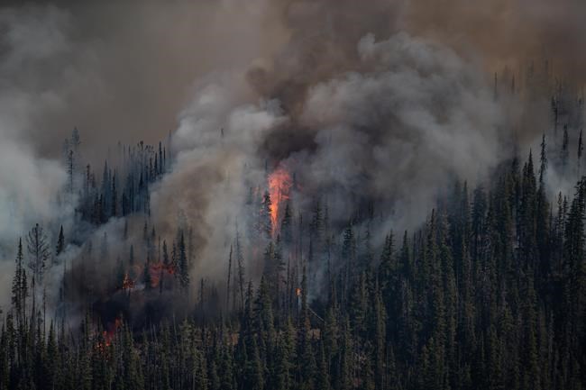 Inaccurate data on forest fuels may stoke B.C. wildfires, study finds | iNFOnews.ca