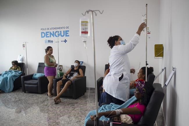 In Rio, rife with dengue, bacteria-infected mosquitoes are making a difference | iNFOnews.ca In Rio, rife with dengue, bacteria-infected mosquitoes are making a difference | iNFOnews.ca
